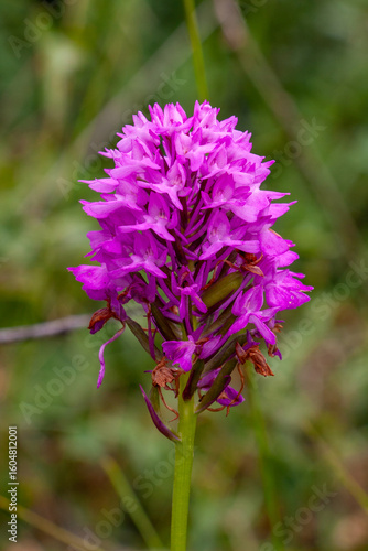 Wallpaper Mural Pyramiden-Hundswurz (Anacamptis pyramidalis) Torontodigital.ca