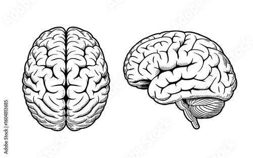 Anatomical illustration of human brain featuring top and side view providing detailed structure of organ for medical or educational purposes anatomical representation