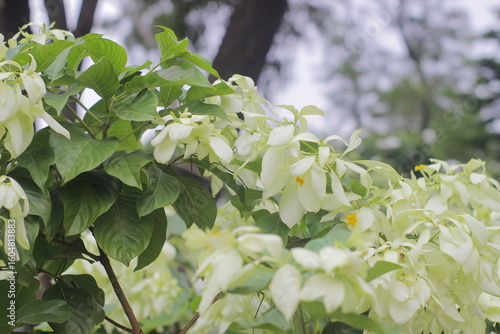 blossoming apple tree in spring