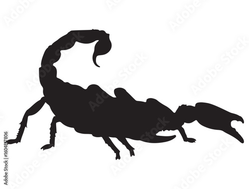 SCORPIO SILHOUETTE