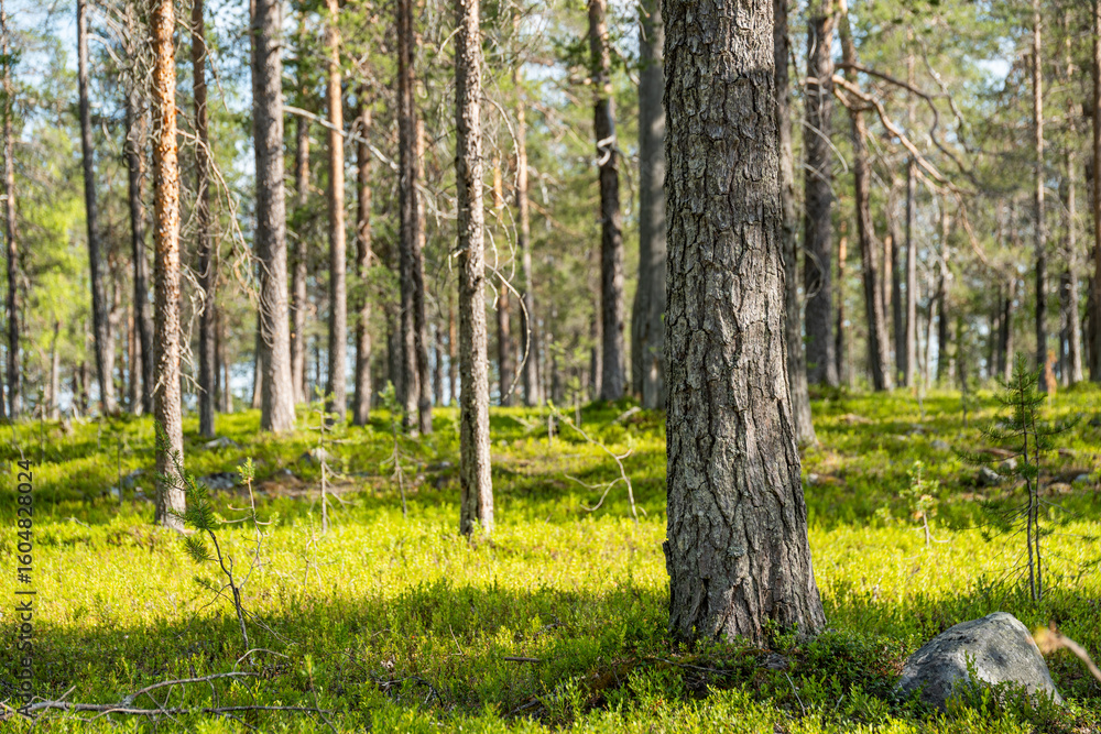 Obraz premium Sunlight Dappling Through Tall Pines Onto A Lush Forest Floor
