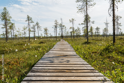 Canvas Print Wooden boardwalk path through a vibrant green bog landscape with scattered trees