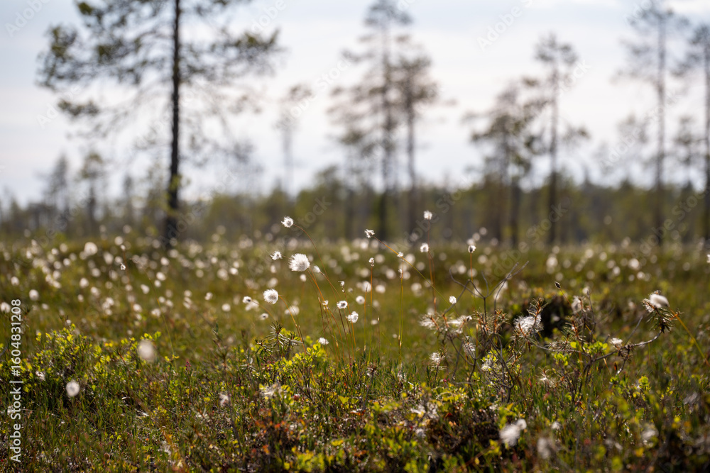 Obraz premium A Vast Wetland Landscape Dotted with Fluffy Cotton Grass Blooms Under a Bright Sky