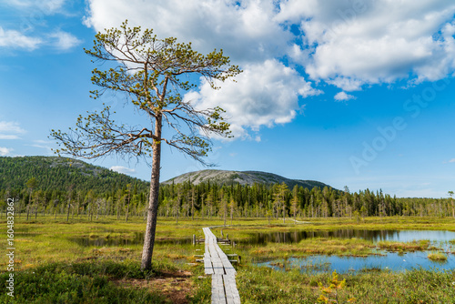 A lone pine tree stands on a wooden boardwalk leading through a boggy landscape with hills and trees under a blue sky with clouds