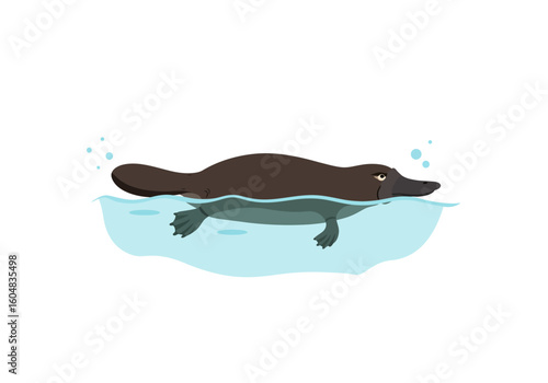 Brown Platypus Swimming Underwater Smooth Fur Webbed Feet.