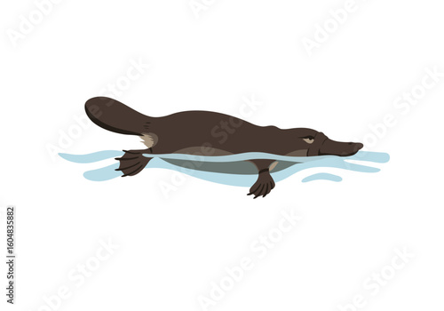 Swimming Platypus Illustration: Brown Fur Webbed Feet Duck-like Bill.