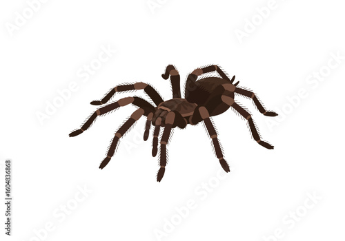 Vector Illustration of a Brown Tarantula Spider with Detailed Legs.