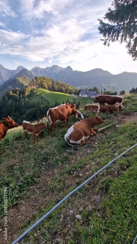 Hyper lapse of Logarska Dolina- farm, cows and mountains with houses from the Solcava panoramic road, Logar valley, Slovenia, Europe.