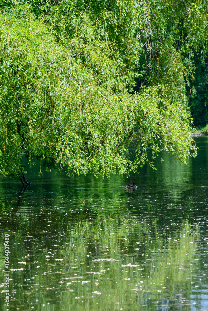 Obraz premium A weeping willow above a lake or pond with a duck, reflections and mirroring