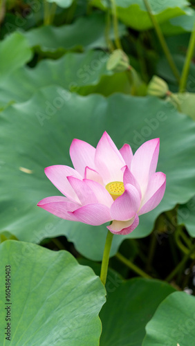 pink lotus flower