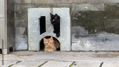 Photography Three Wild Kittens