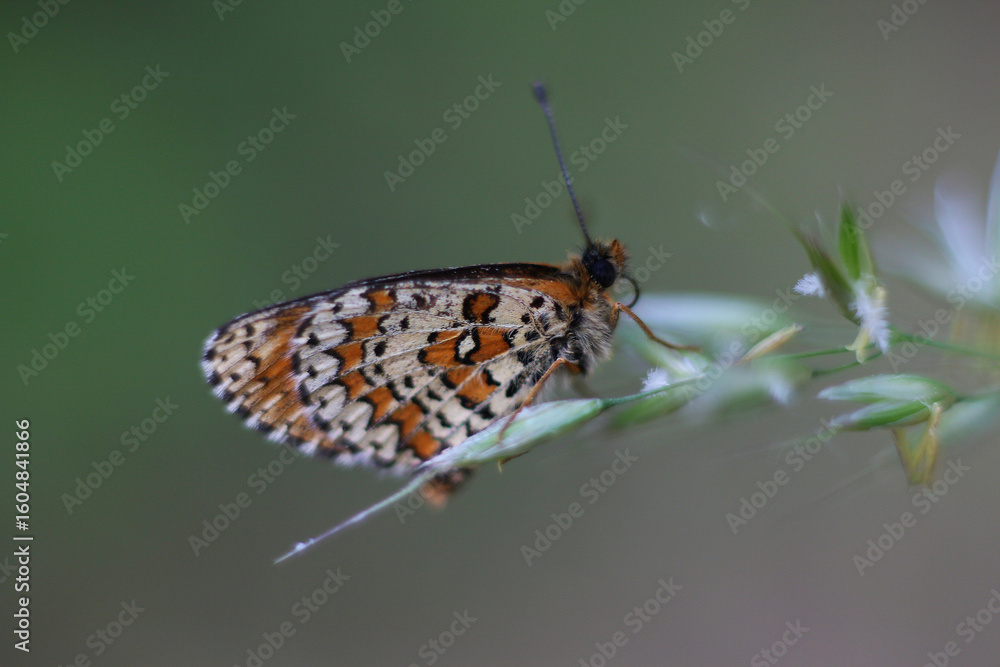 Obraz premium butterfly on a flower