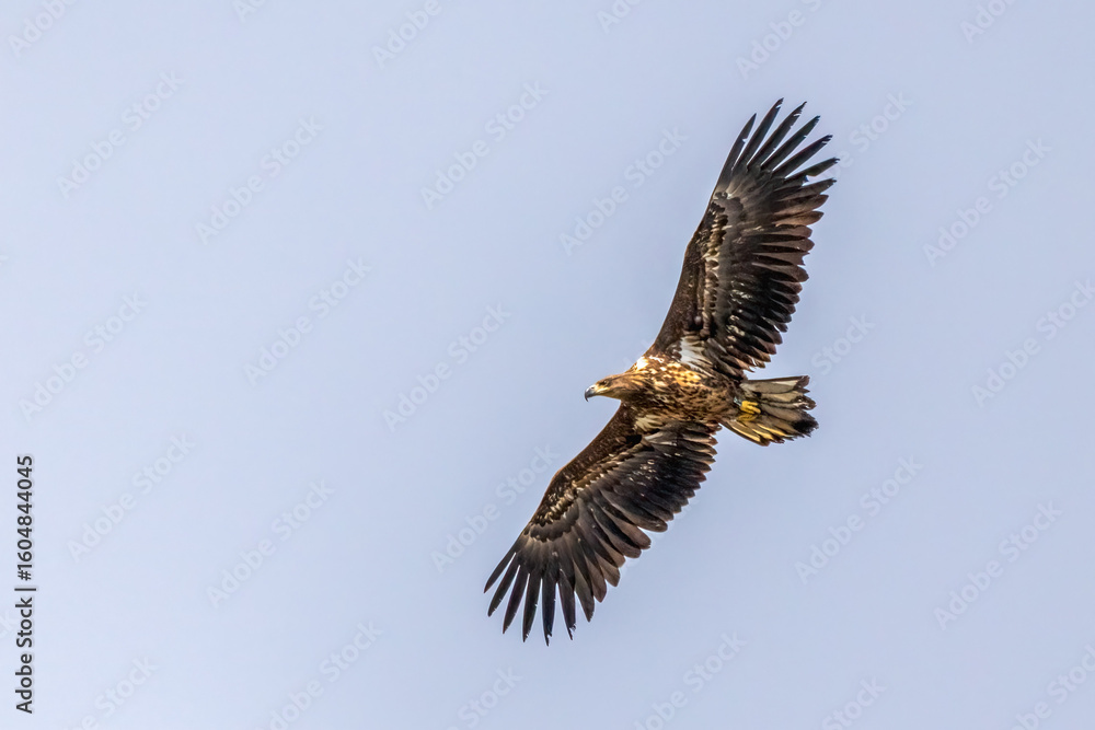 Obraz premium white-tailed eagle
