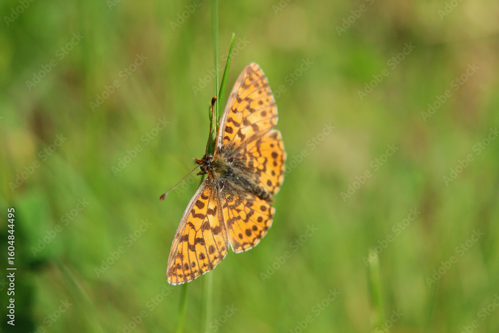 Obraz premium butterfly on a flower
