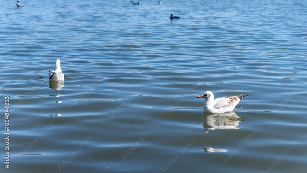 Fototapeta premium ducks on the lake