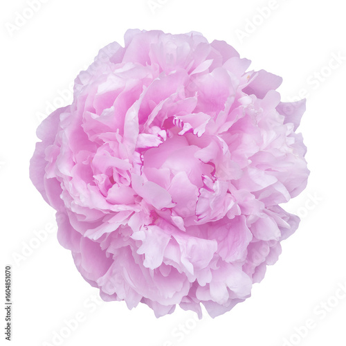 An elegant pink peony bloom displayed against a clean transparent background,...