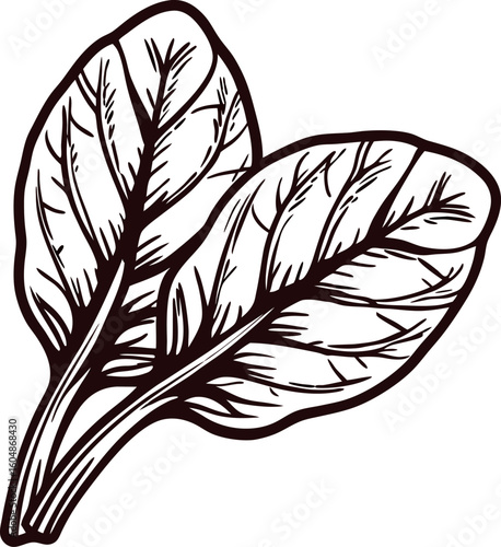 Hand drawn spinach leaves illustration isolated on white background in vintage engraving