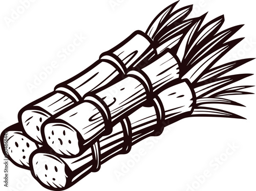 Bundle of hand drawn sugarcane stalks illustration in vintage engraving