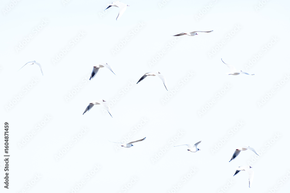 Fototapeta premium GAVIOTAS REIDORA (Chroicocephalus ridibundus) EN PLENO VUELO