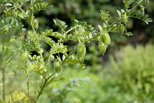 Chickpeas green plant, lat. Cicer arietinum with pods. Chick peas plant growing in the garden.