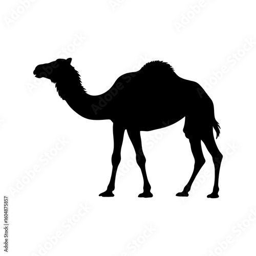 Dromedary camel silhouette vector icon isolated on white background.
