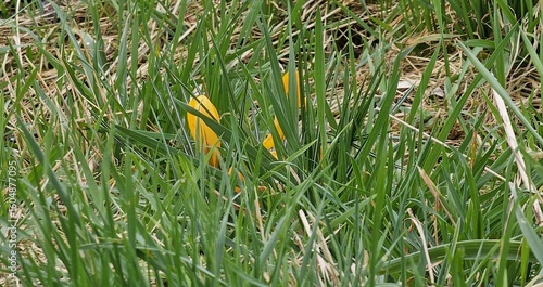 Hidden Yellow Crocus in Green Grass