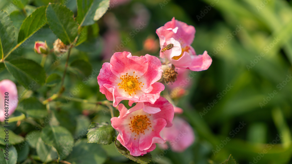 monthly rose monthly rose