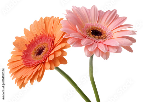Three gerbera flowers on transparent background