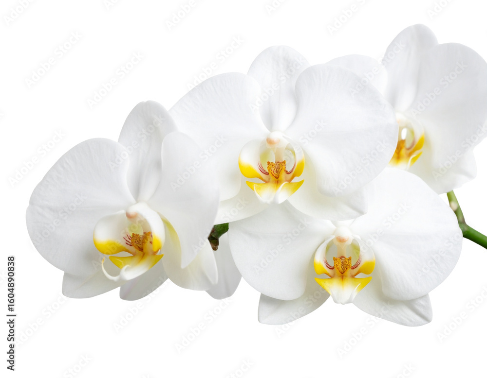 Fototapeta premium White Orchid Flower PNG Isolated on Transparent Background