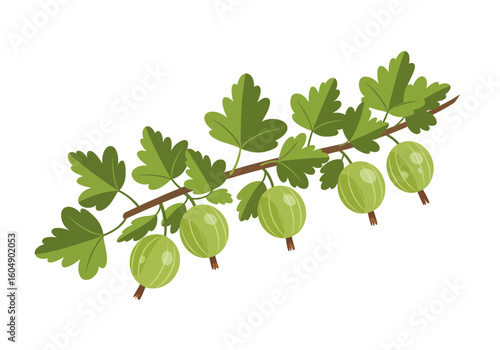 A branch with green gooseberries and leaves