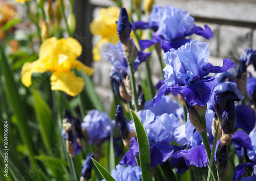 Blooming blue irises against a background of yellow irises