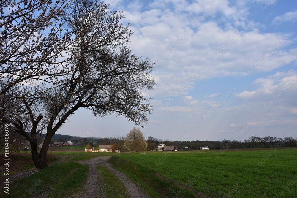 Fototapeta premium Beautiful rural landscape featuring a large tree, green grass, a winding country road, and small houses visible on the horizon. Peaceful natural scenery with soft daylight, ideal for travel, nature, a