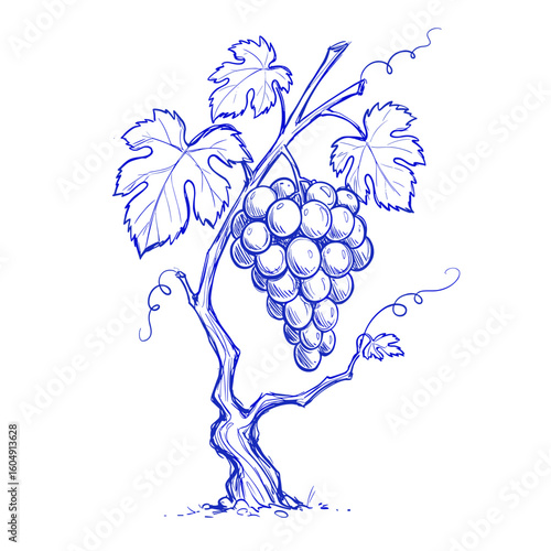 Blue doodle grapevine branch with leaves, hand-drawn sketch on white background for stylish design