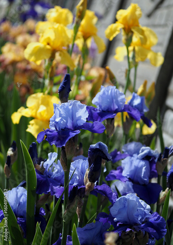 Blooming blue irises against a background of yellow irises