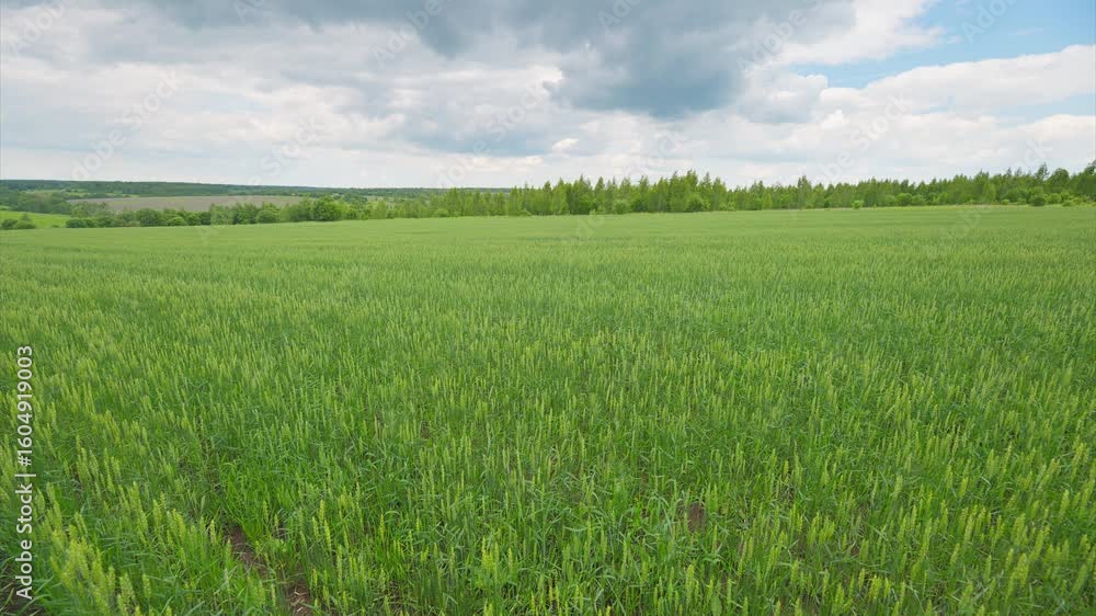 A Vast and Expansive Green Agricultural Field Stretching Beneath a Cloudy Sky Above A Vast and Expansive Green Agricultural Field Stretching Beneath a Cloudy Sky Above
