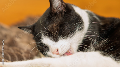 Tuxedo cat licking itself with closed eyes, ideal for hygiene, behavior and pet wellness topics.