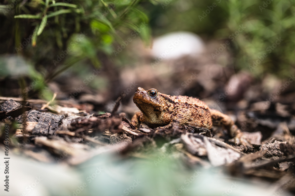 Naklejka premium Erdkröte (Bufo bufo)