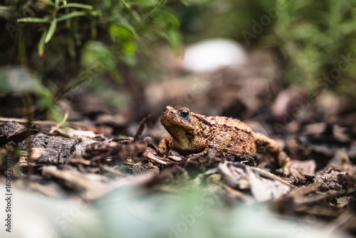 Erdkröte (Bufo bufo)
