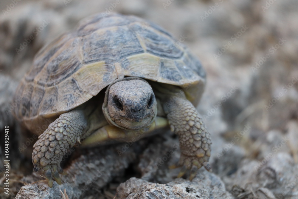 tortue tortue