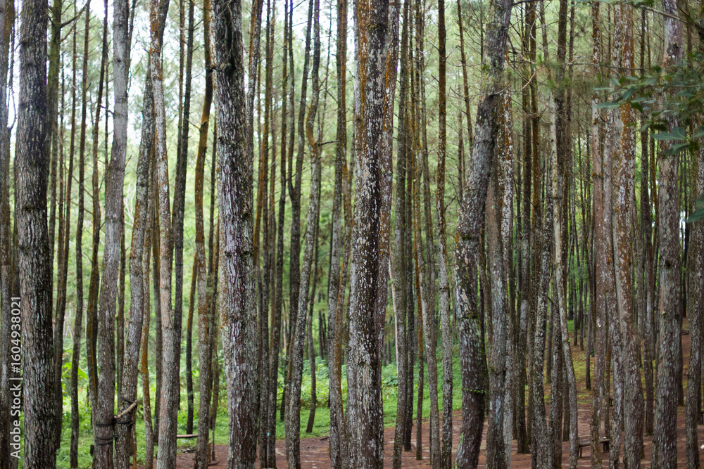 Fototapeta premium afternoon in a pine forest in spring