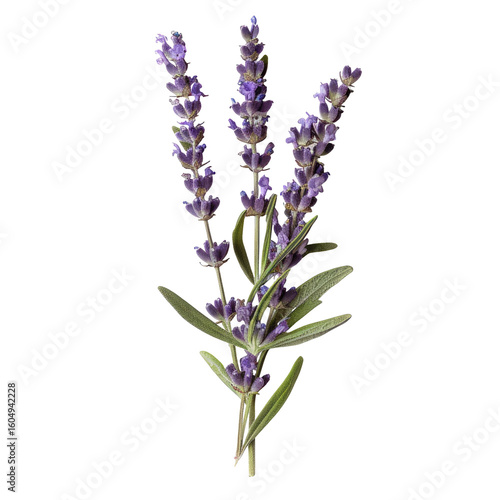 Close-up of a lavender sprig