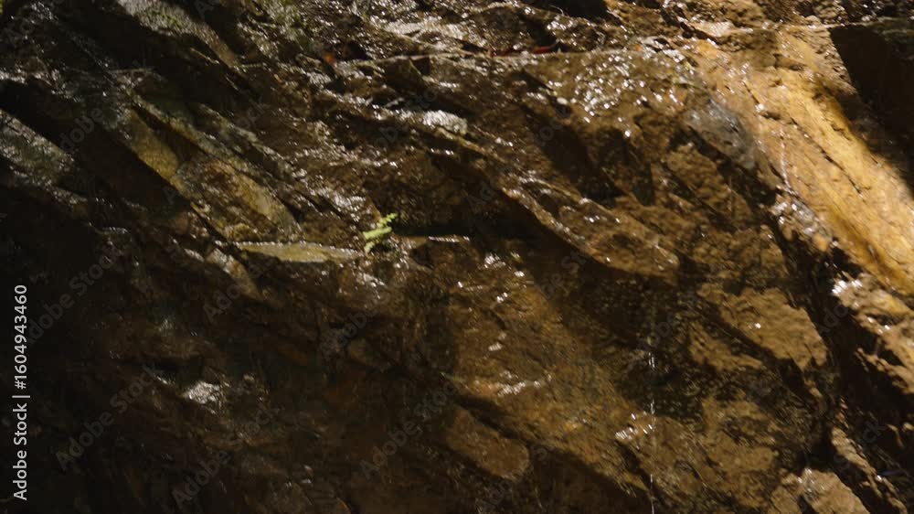 Water Seeps Through Mossy Rock Surface in Tropical Jungle under Bright Sunlight, Overhead Angle, Concept of Natural Spring and Forest Freshness Water Seeps Through Mossy Rock Surface in Tropical Jungle under Bright Sunlight, Overhead Angle, Concept of Natural Spring and Forest Freshness