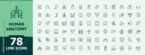 Human Anatomy icon set. Minimalist vector collections. Contains such symbols as biology, man, health, medical. Vector artwork and illustration. Anatomy icon set.