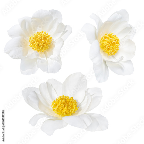 Bright white peony flower with a vibrant yellow center. Captures elegance and...