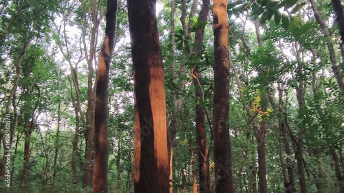A serene, dense forest scene, characterized by tall, slender trees and a canopy of lush green foliage. Sunlight penetrates the leaves