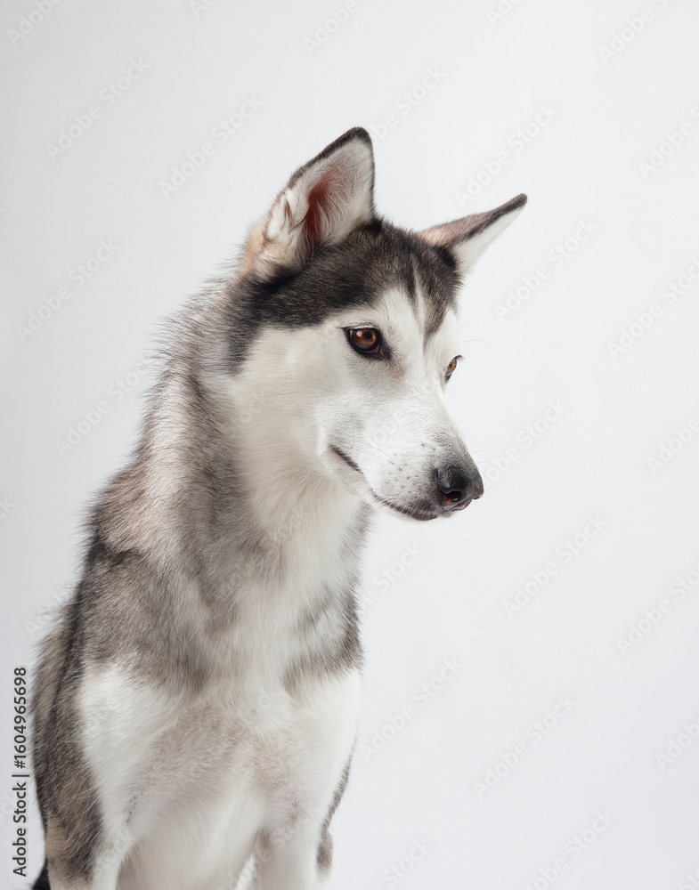Obraz premium A close-up view of a Siberian Husky against a white background, highlighting its thick fur and alert eyes. The dog's focused expression and symmetrical coat pattern emphasize its striking appearance.