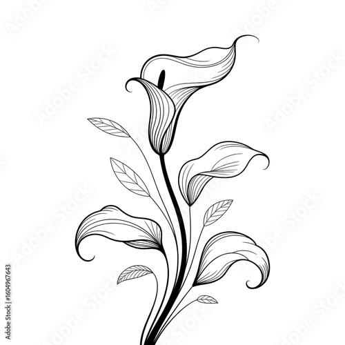 lily flower isolated on white