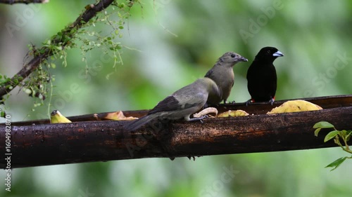 Four scarlet-rumped tanagers, Ramphocelus passerinii, on a feeder