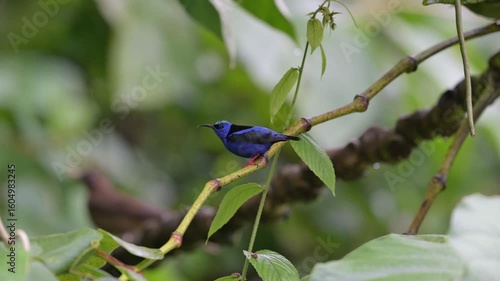 The Red-legged Honeycreeper, Cyanerpes cyaneus, sitting on the branch