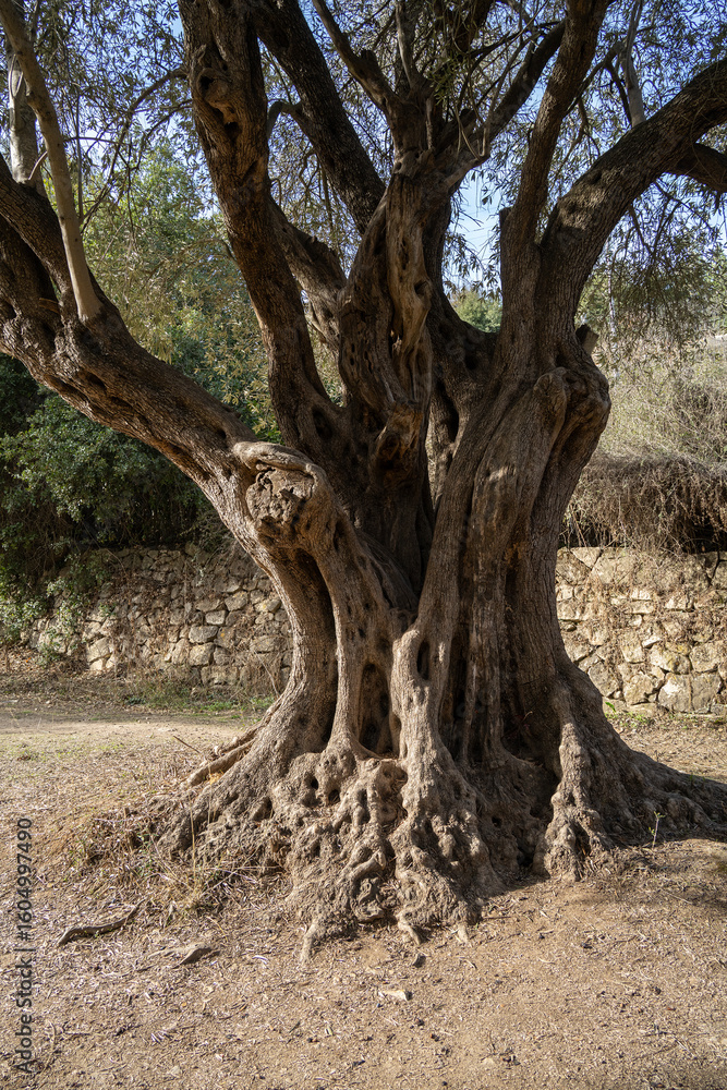 Fototapeta premium A Big Aged Olive Tree in Israel